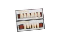 Ivocryl Set of 6 A-D UOK26 A1 зубы искусственные